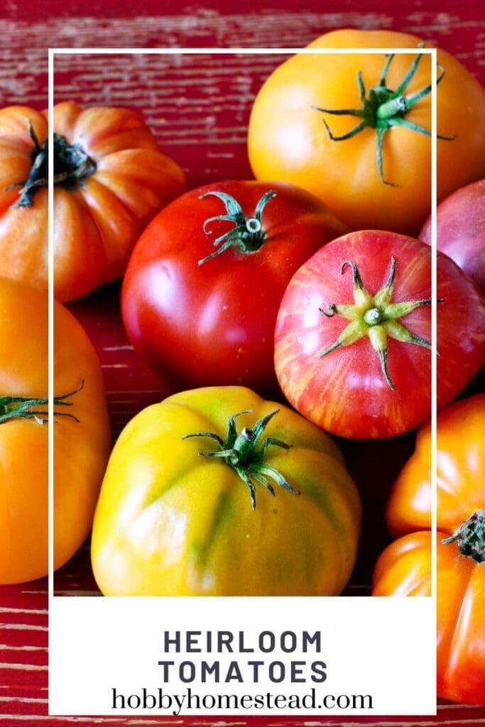 Heirloom Tomatoes