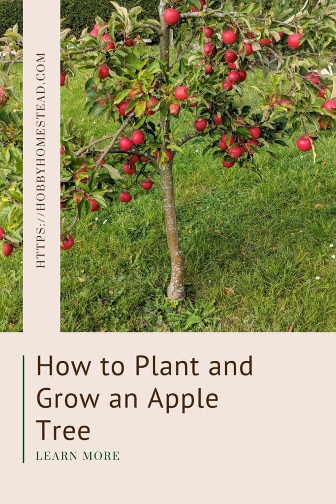 How to Plant and Grow an Apple Tree