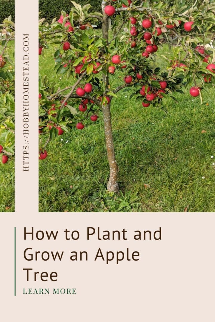 How to Plant and Grow an Apple Tree - Hobby Homestead