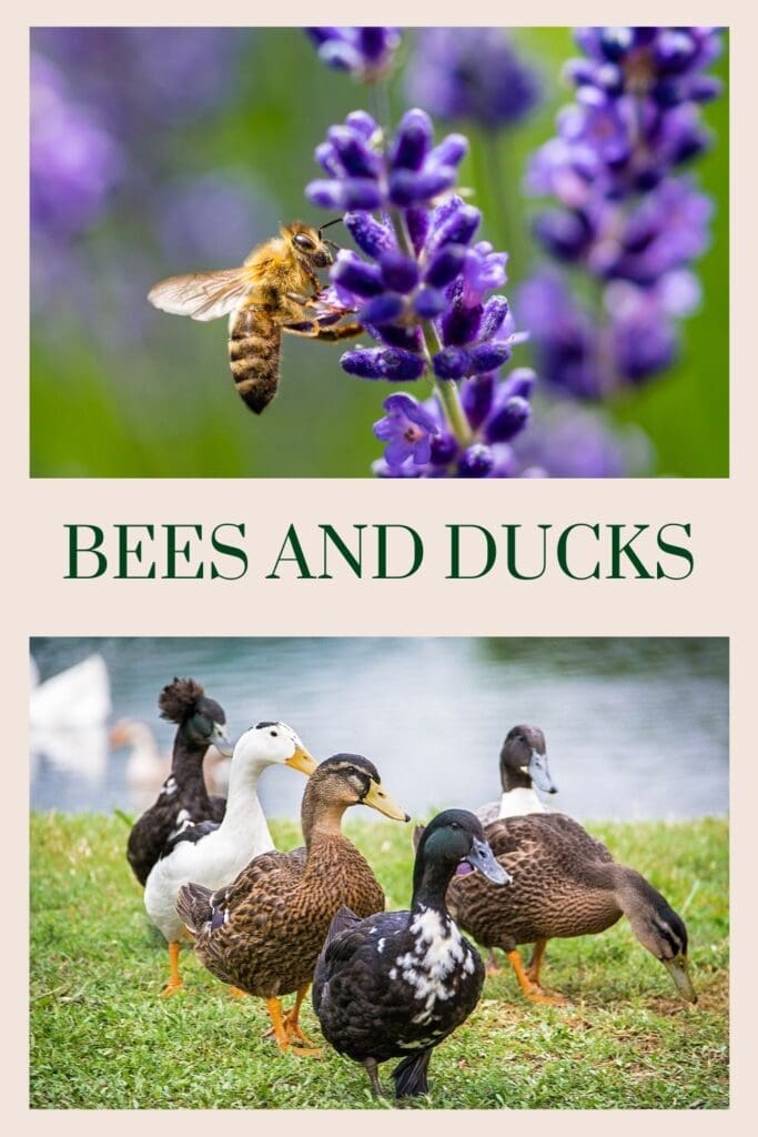 Bees and Ducks