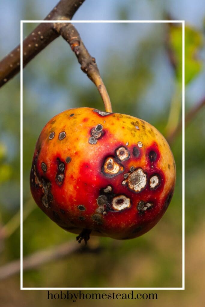 Diseased Apple Tree