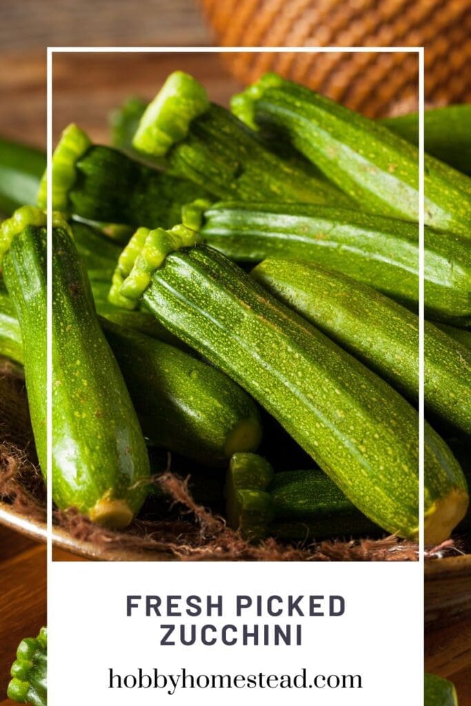 Fresh Picked Zucchini