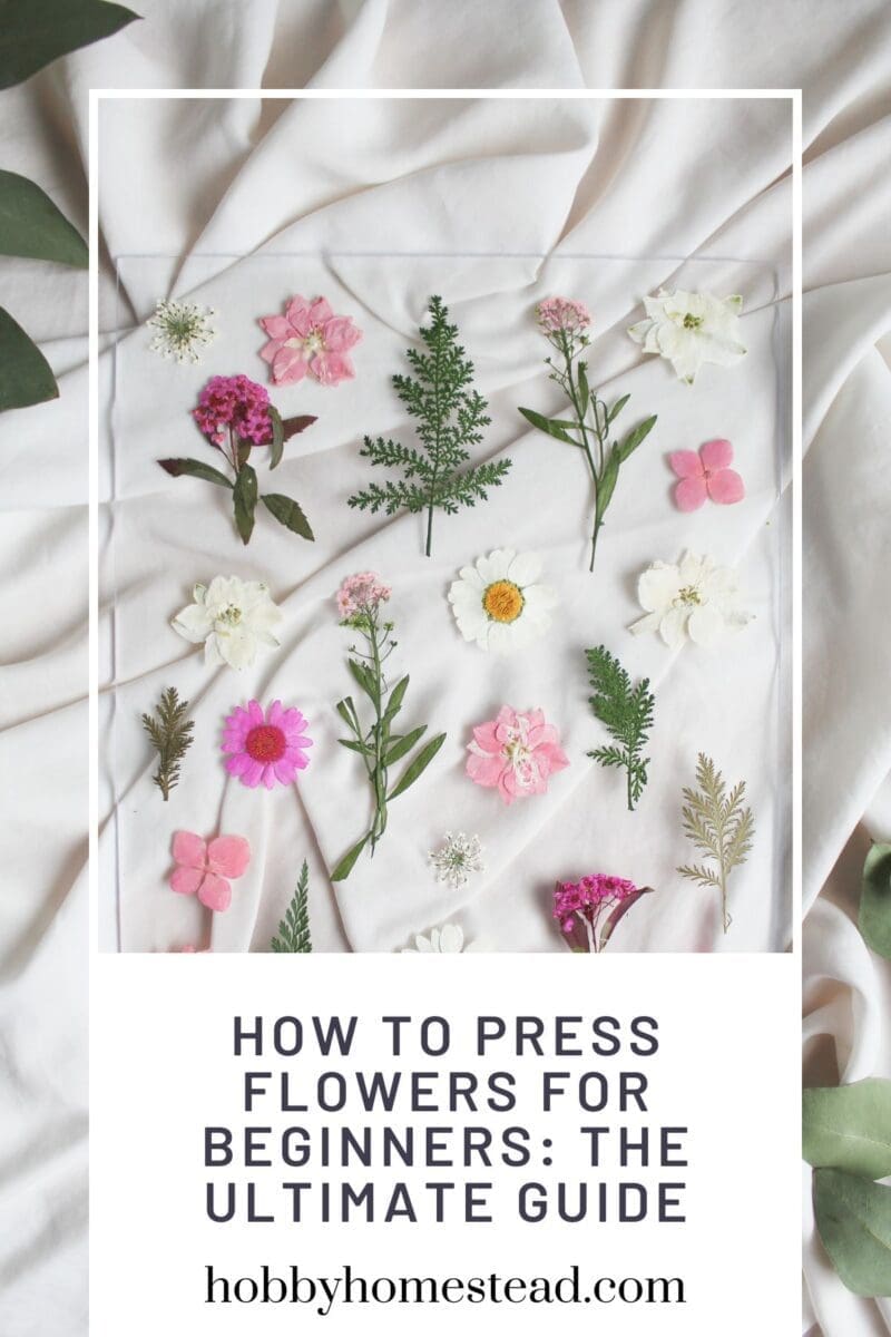 How to Press Flowers for Beginners: The Ultimate Guide - Hobby Homestead
