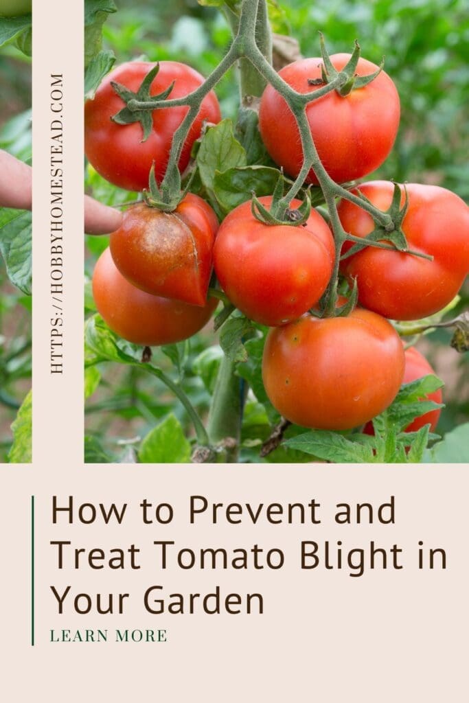 How to Prevent and Treat Tomato Blight in Your Garden