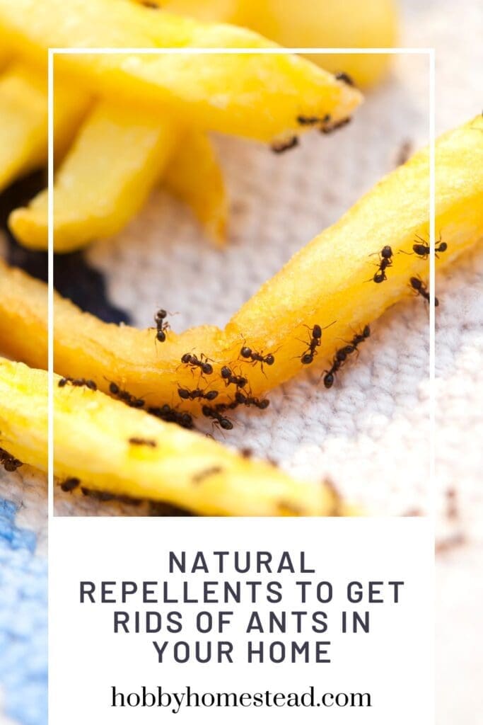 Natural Repellents to Get Rids of Ants in Your Home