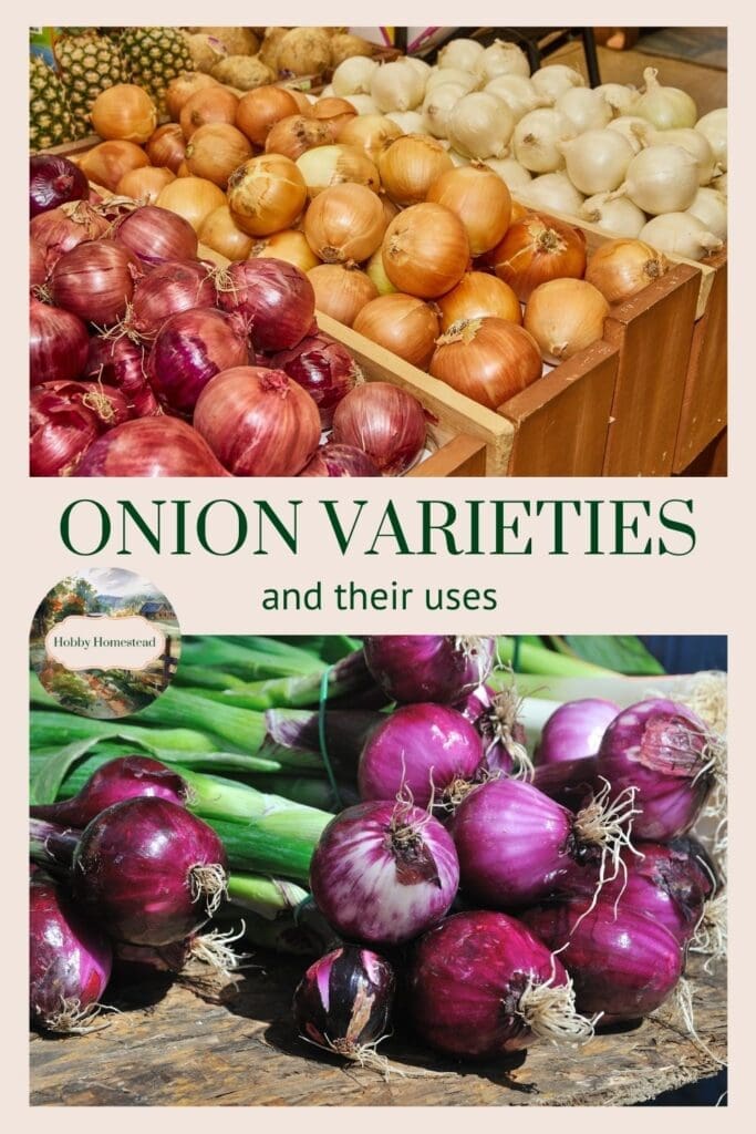 Onion Varieties