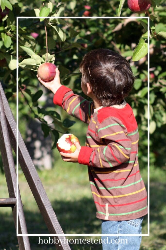 Picking Apples from a Healthy Tree