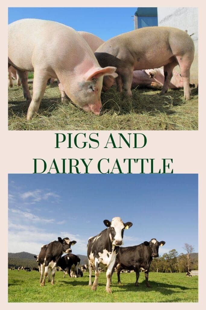 Pigs and Dairy Cattle