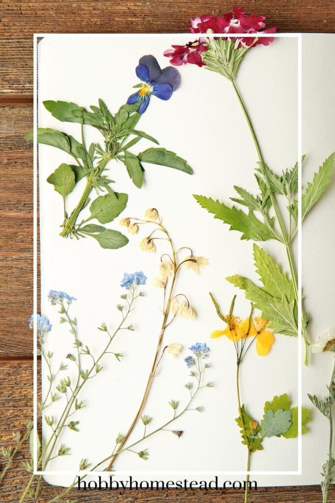 Pressing Flowers in a Book