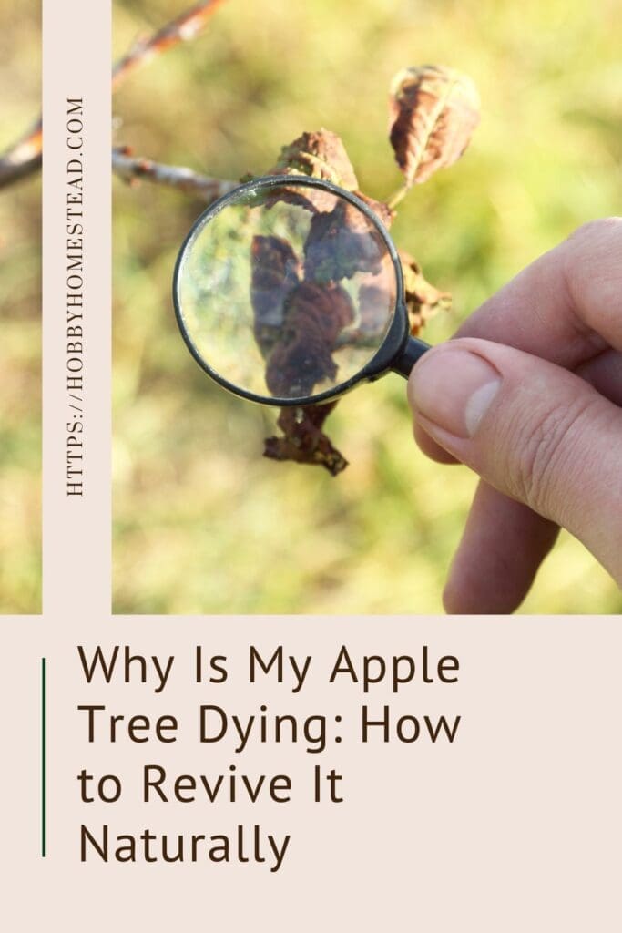 Why Is My Apple Tree Dying How to Revive It Naturally