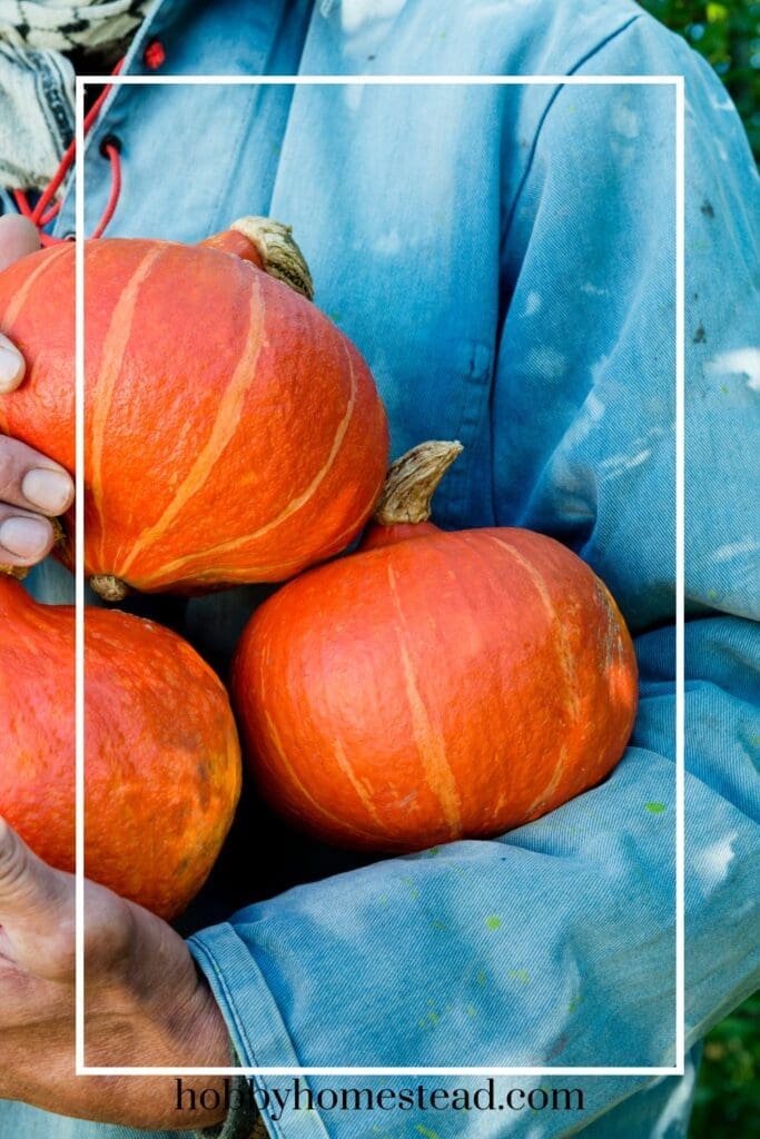 Harvesting Squash