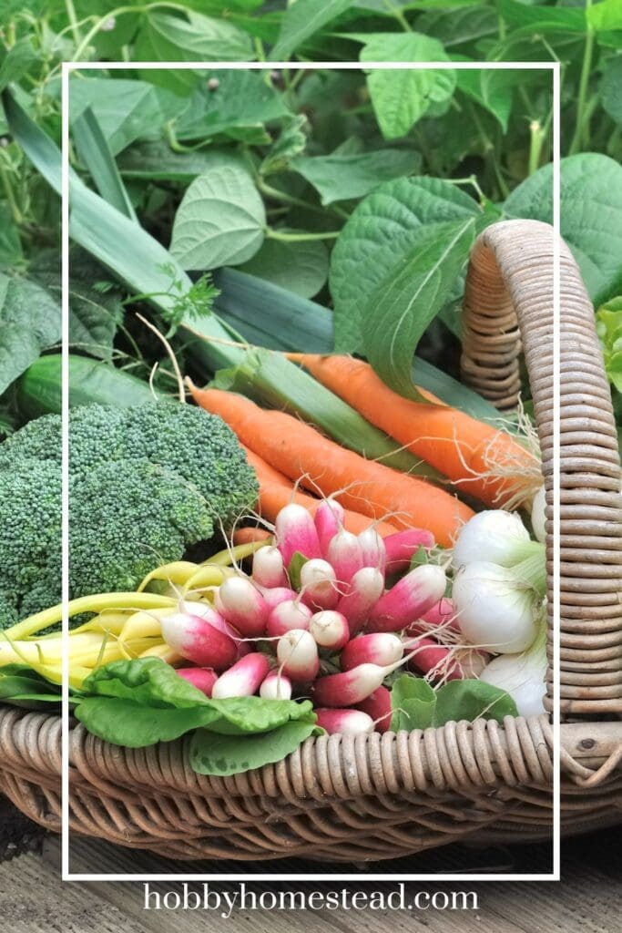 Harvesting Vegetables from Fall Garden