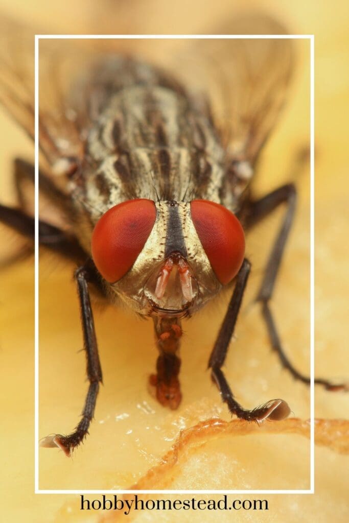 Close up of a fruit fly