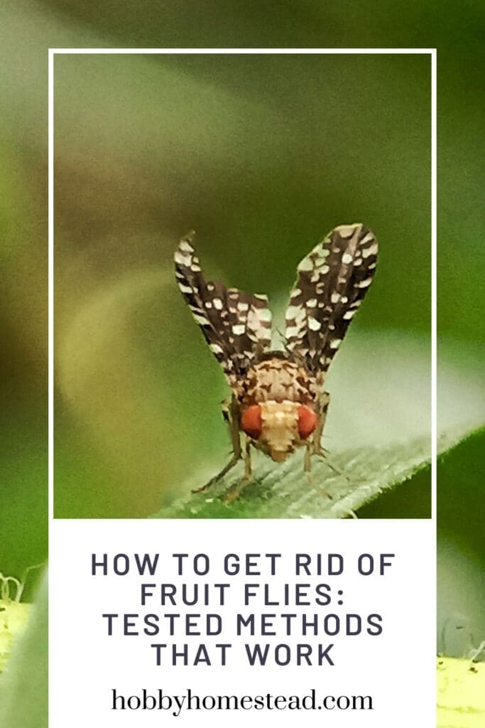 How to Get Rid of Fruit Flies Tested Methods that Work