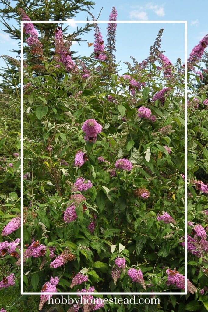 Butterfly Bush