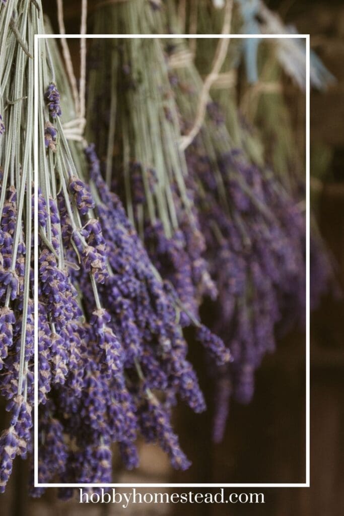 Drying Lavender Bundles