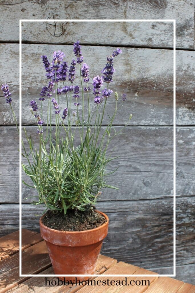 Growing Lavender in a Terracotta Pot