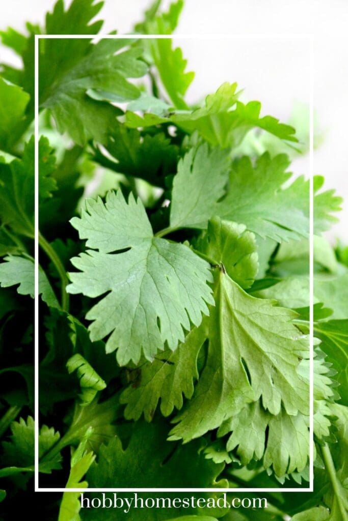 Fresh Parsley