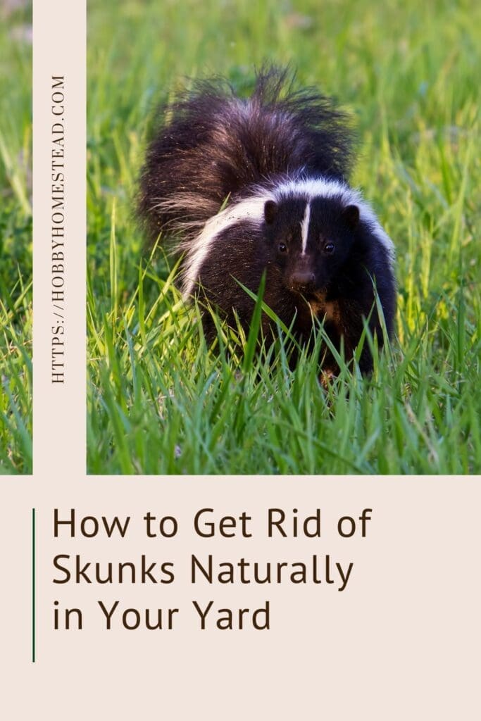 How to Get Rid of Skunks Naturally in Your Yard