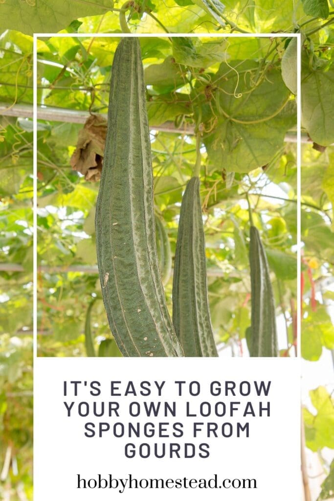 It's Easy to Grow Your Own Loofah Sponges from Gourds