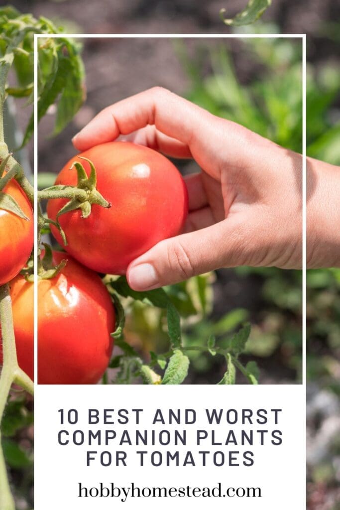 10 Best and Worst Companion Plants for Tomatoes