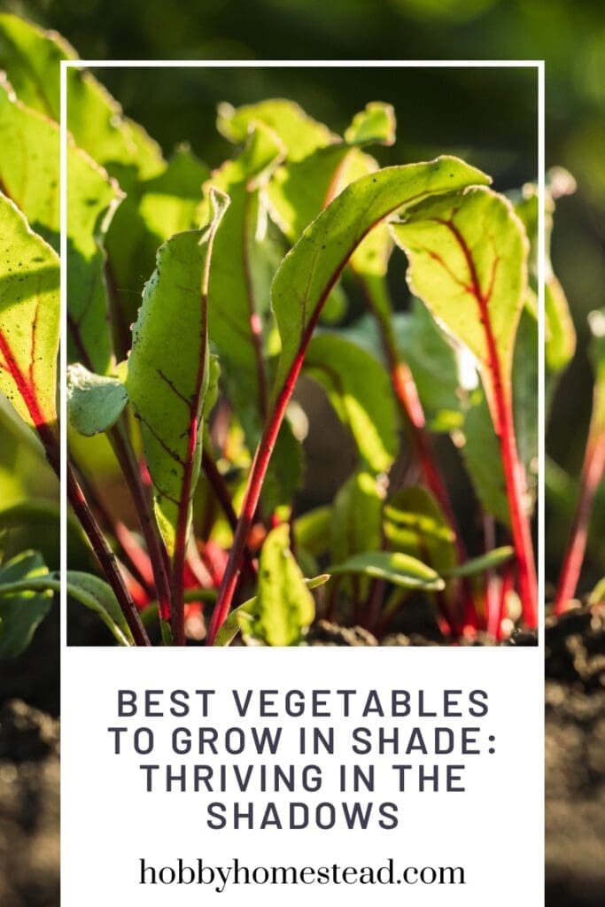 Best Vegetables to Grow in Shade Thriving in the Shadows