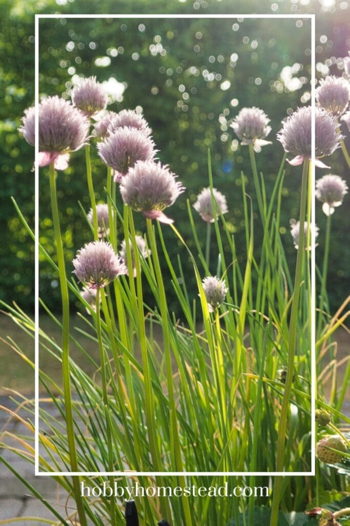 Chives flowering