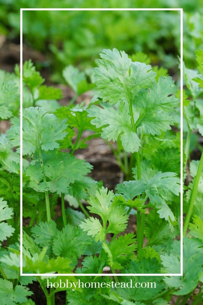 Cilantro in Garden