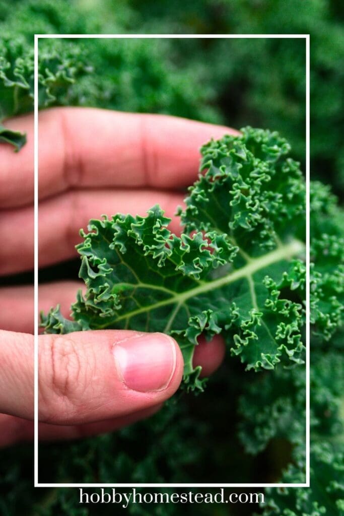Growing Healthy Kale