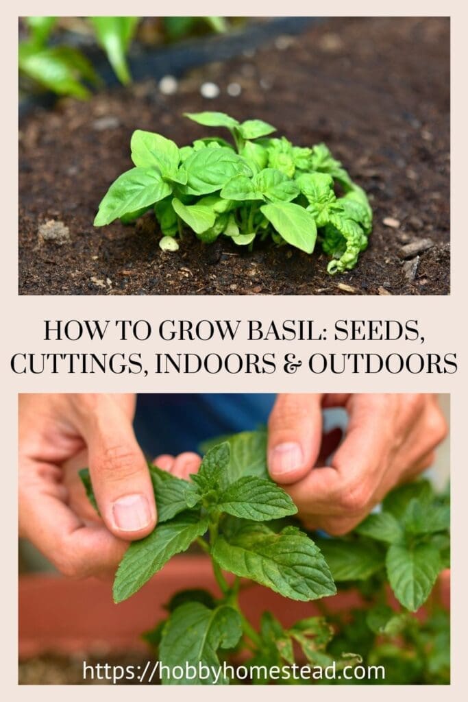 How to Grow Basil Seeds, Cuttings, Indoors & Outdoors