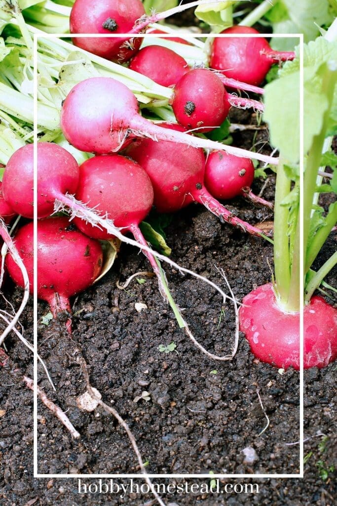 Picking Homegrown Radishes