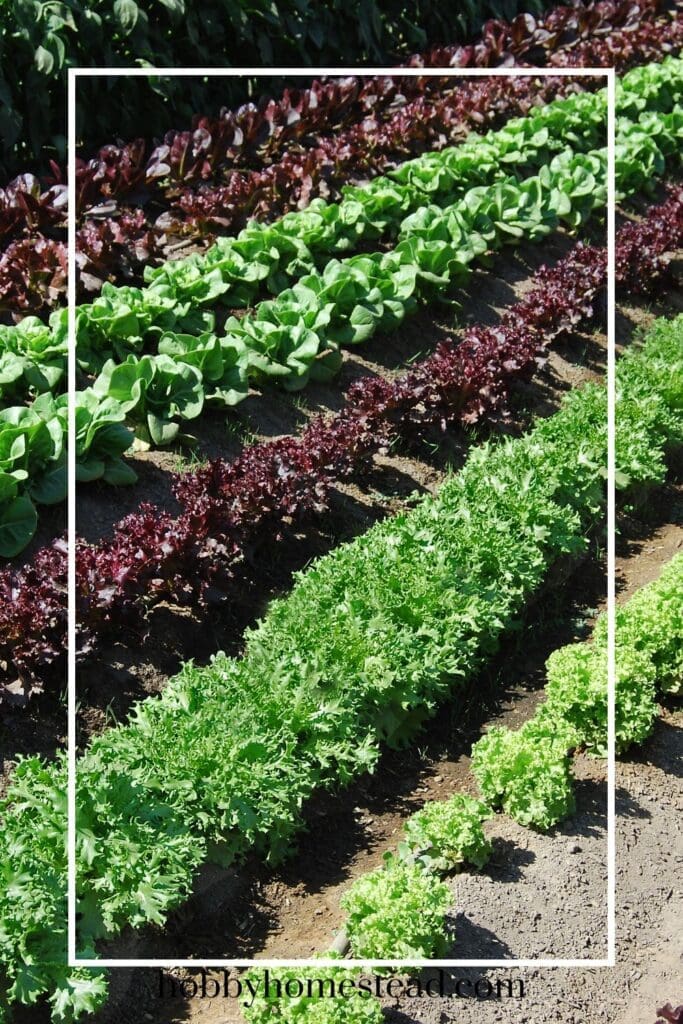 Row gardening