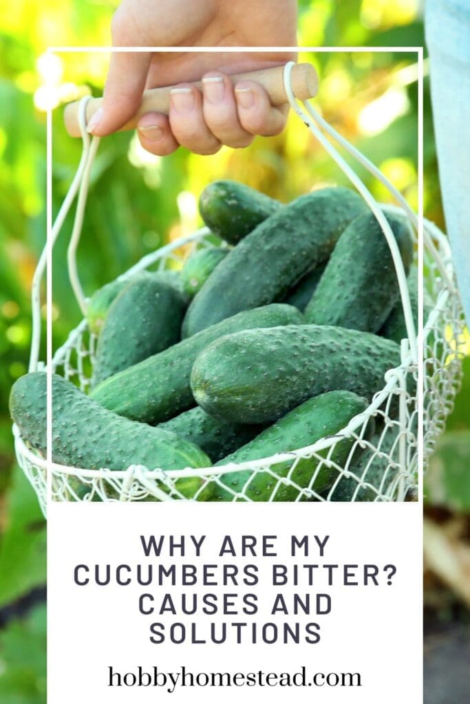 Why Are My Cucumbers Bitter Causes and Solutions