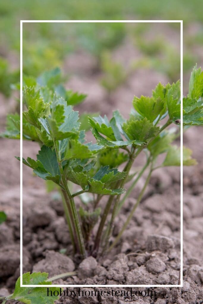 Celery starting to grow in garden