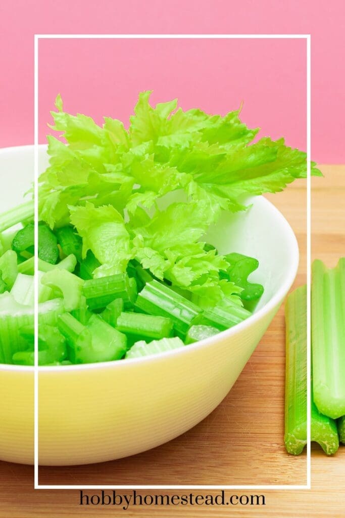 Fresh Washed Celery in bowl