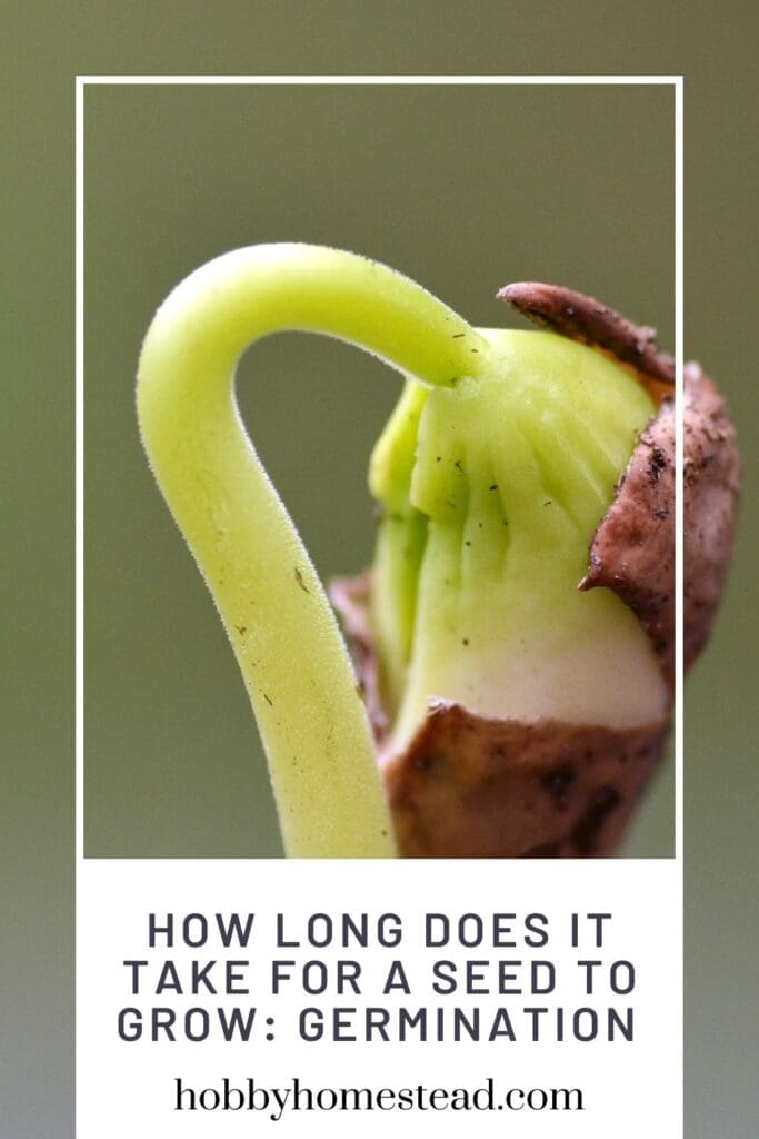 How Long Does It Take for a Seed to Grow Germination