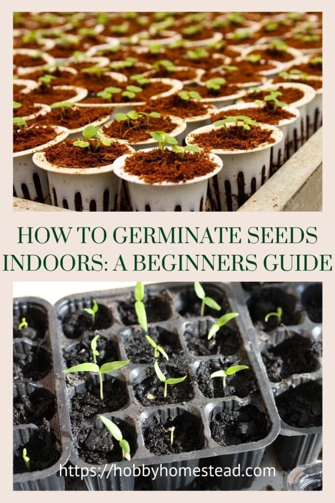 How to Germinate Seeds Indoors A Beginners Guide