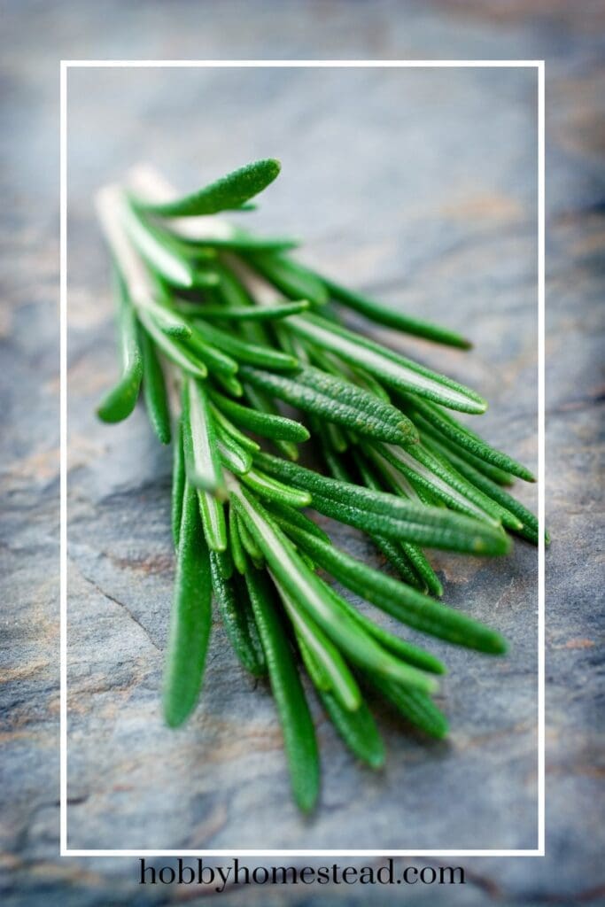 Rosemary Sprig from Supermarket Ready for Replanting