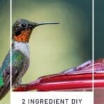 2 Ingredient DIY Hummingbird Food Recipe to Print