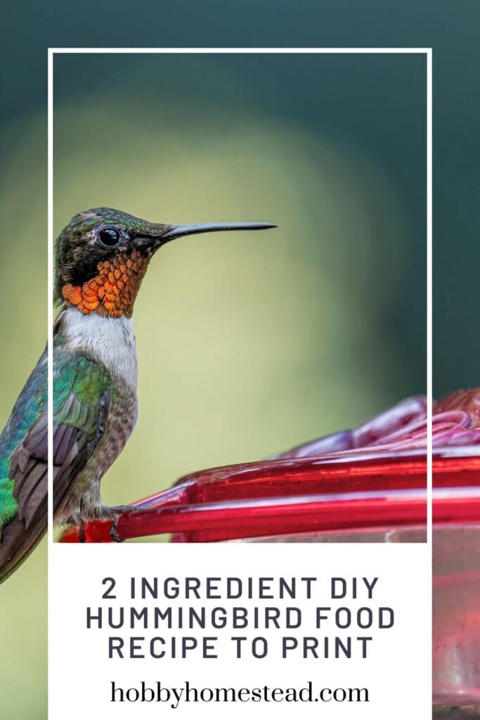 2 Ingredient DIY Hummingbird Food Recipe to Print