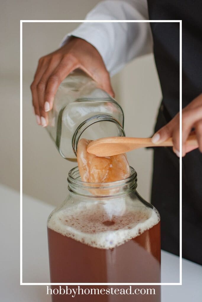 Adding SCOBY to Kombucha Blend