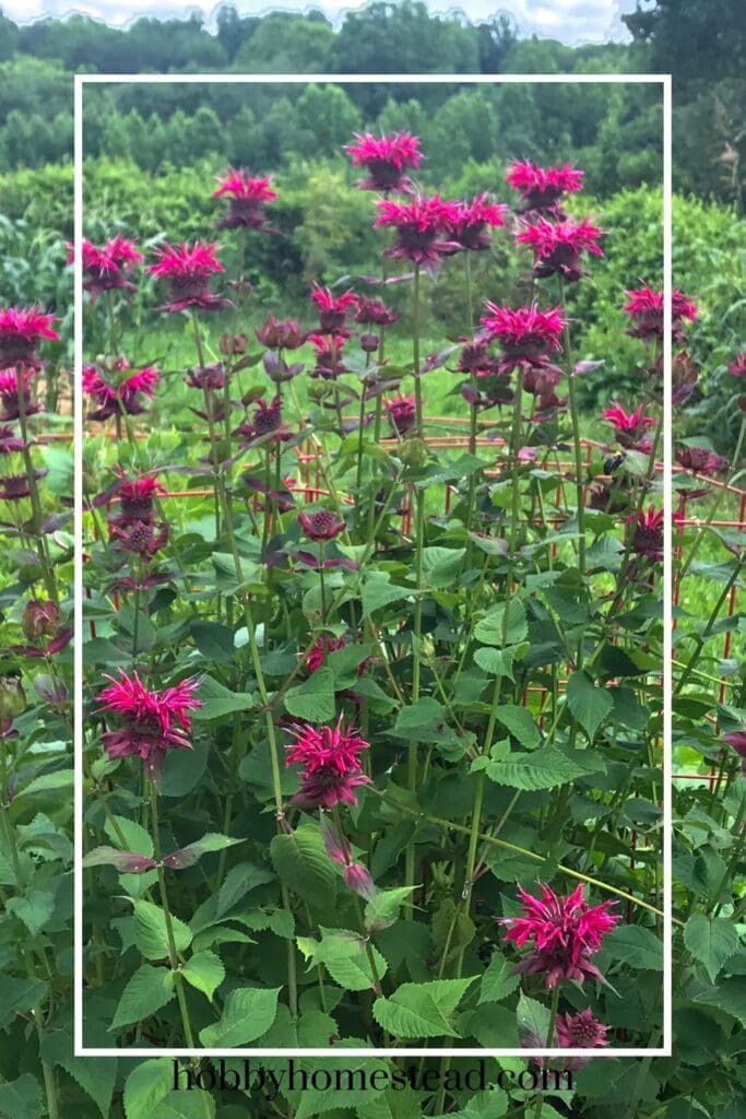 Bee Balm Plant flowering