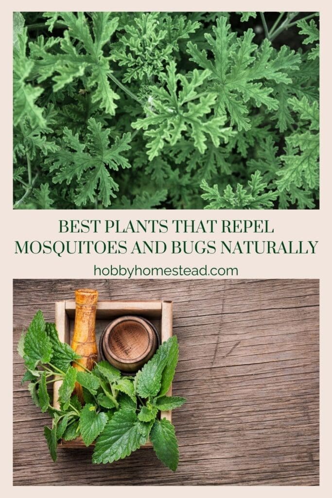 Best Plants that Repel Mosquitoes and Bugs Naturally