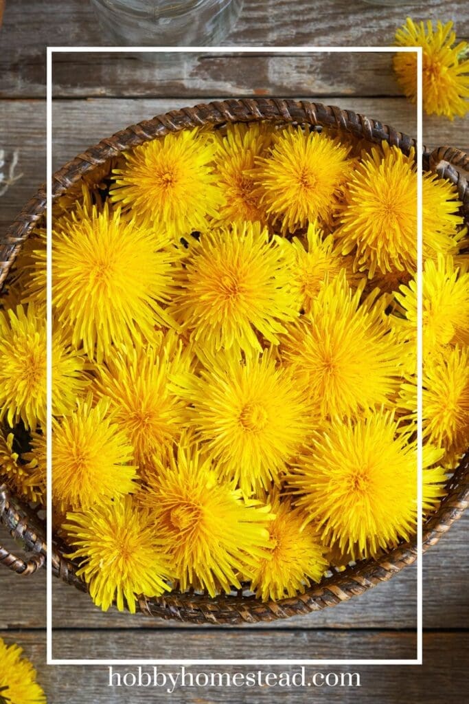 Bowl of Fresh Picked Dandelion Flowers