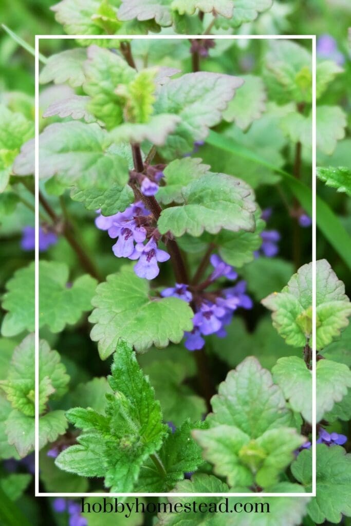 Catnip Plant flowering