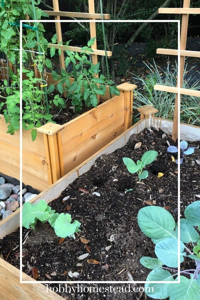 DIY Planter Box growing plants