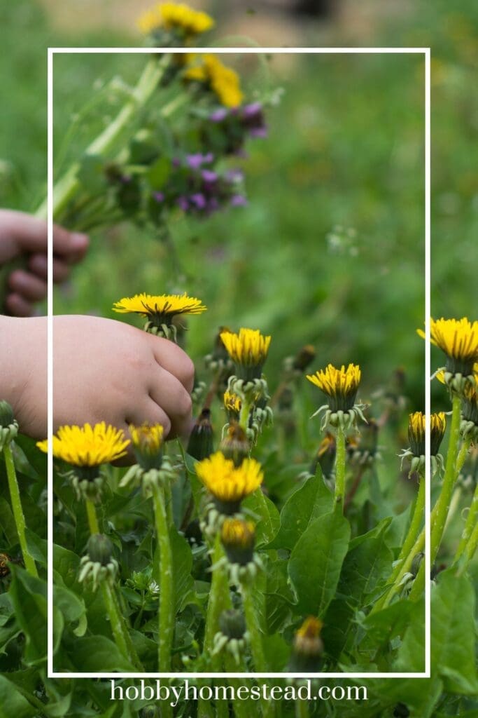 Gathering Dandelions