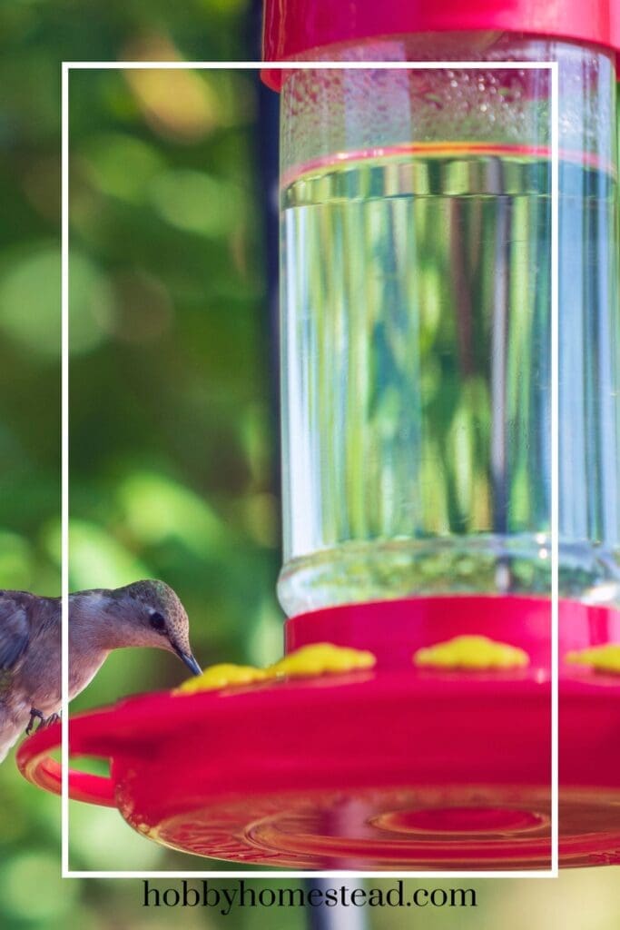 Hummingbird drinking our homemade nectar in a feeder