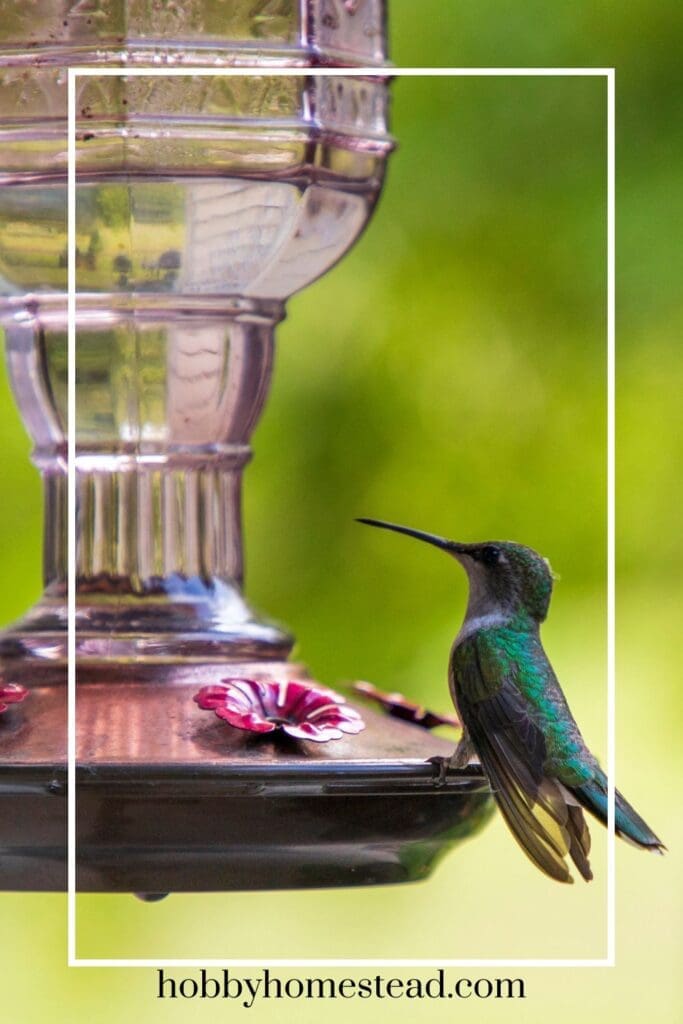 Making Our Own Hummingbird Food and feeding a bird with it