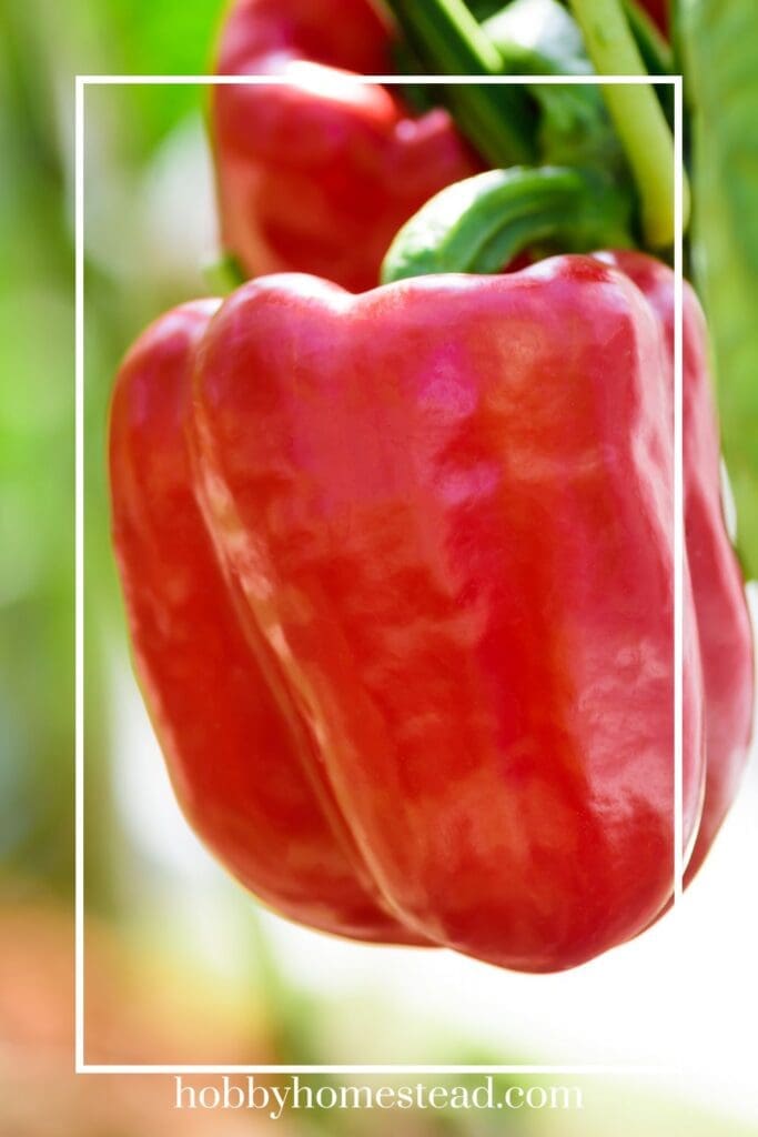 Beautiful Ripe bell pepper